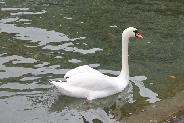 This swan wanted some lunch