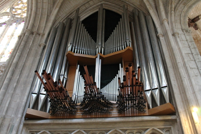 The battleship like organ